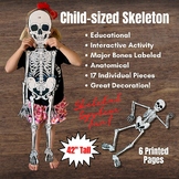 FULL SIZE (Child) Cut-Out Connectable Anatomy Skeleton w/ 