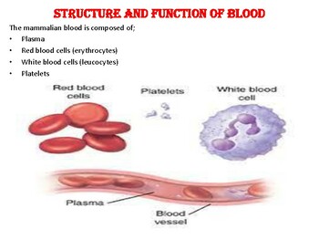 Preview of FUNCTION AND STRUCTURE OF MAMMALIAN BLOOD