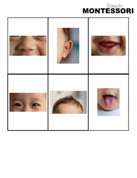 Preview of Face Parts Language Cards