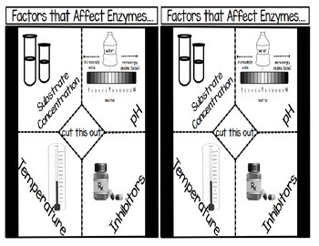 Preview of Factors that Affect Enzymes