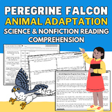 Falcon: Animal Adaptation Science & Nonfiction Reading Pas