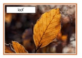 Fall/Autumn Photos/Picture Set with Labeled Words/Nouns | 