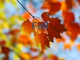 Fall (Autumn) PowerPoint
