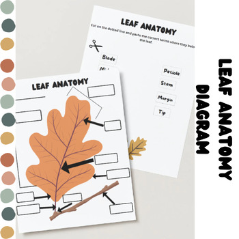 Preview of Parts of a Leaf | Leaf Anatomy Labeling Activity | Fall Themed Plant Science
