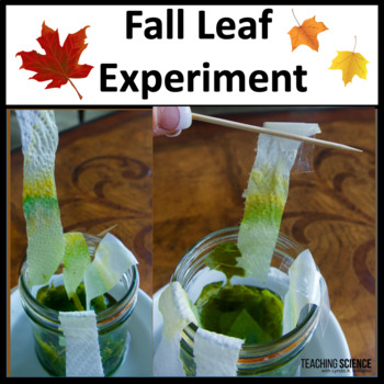 Preview of Fall Leaf Experiment - Photosynthesis - Seasons - Autumn Science Investigation