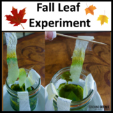 Fall Leaf Experiment - Photosynthesis - Seasons - Autumn S