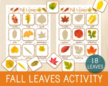 Preview of Fall Leaf Matching Activity, Autumn Leaves, Shadow Matching Game, Identification