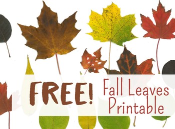 Preview of Fall Leaves Printable