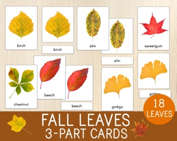 Preview of Fall Leaves 3-Part Cards, Autumn Cards, Montessory, Leaves Recognition