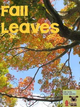 Preview of Fall Leaves Teaching Resource