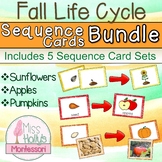 Fall Life Cycle Sequencing Cards Bundle - 5 Sets - Apple P