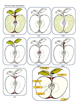 Preview of Parts of an Apple Nomenclature