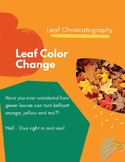 Fall Science Activity - Leaf Chromatography