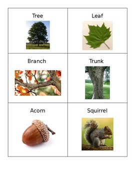 Preview of Fall Vocabulary Cards- Real Pictures