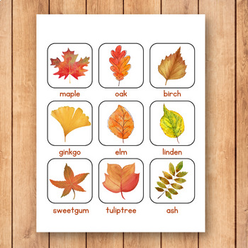 Fall leaf Montessori printable. Leaf identification preschool printable.