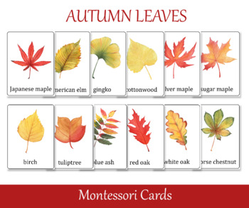 Preview of Fall leaves Identification Montessori 3 part cards, Nomenclature