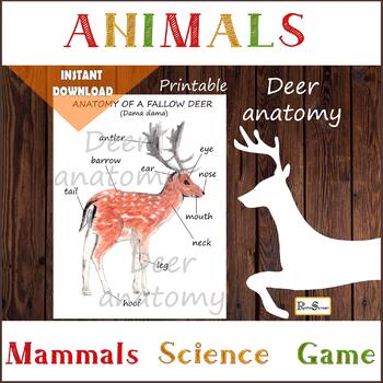 Preview of Fallow deer anatomy, body parts, diagram of a deer, Mammals, Biology resource