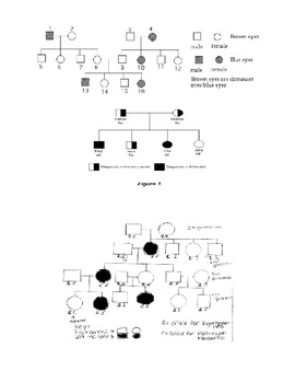 family tree pedigree project example