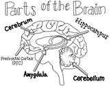 Fantastic Elastic Brain - Parts of the Brain