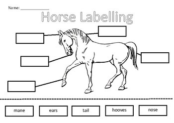 Farm Animal Labelling Worksheets by Joanne Petersen | TPT