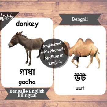 Farm Animals - BENGALI English Bilingual Flash Cards | Pet Animals | 27  Cards