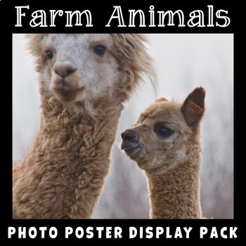 Preview of Farm Animals Posters | Real Photos with Labels | Science Display