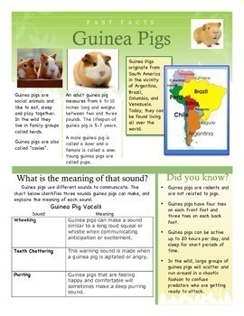 Preview of Fast Facts - Guinea Pigs (Includes PPT with Text Dependent Questions)