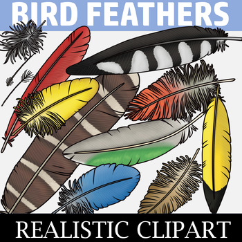 Preview of Feather Clipart