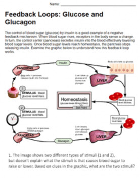 Preview of Feedback Loops: Glucose and Glucagon (KEY)