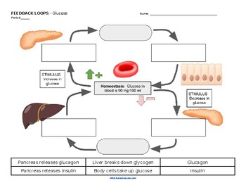 Preview of Feedback Loops (Insulin, ADH, Thyroid) of the Endocrine System