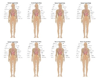 Female Body Diagram Front And Back : Woman Body Diagram Images Stock