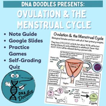 Preview of Female Reproduction Doodle Notes
