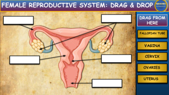 Preview of Female Reproduction: Drag & Drop Worksheet:Google Slides. Powerpoint