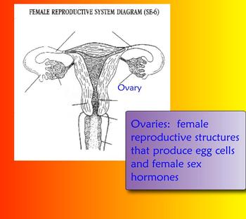 Preview of Female Reproductive SMART Board