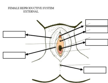 External Female Reproductive System