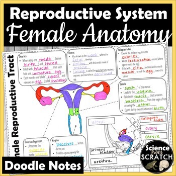 Preview of Female Reproductive System Anatomy Doodle Notes