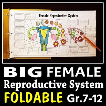 Preview of Female Reproductive System - Big Foldable for Interactive Notebooks or Binders