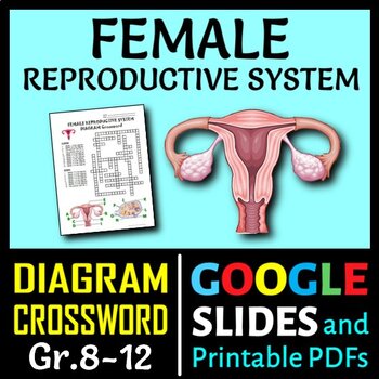 Preview of Female Reproductive System Crossword with Diagram | Print & Distance Learning