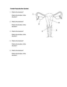 Preview of Female Reproductive System Diagram