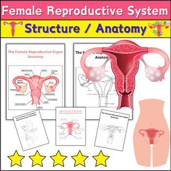 Preview of Female Reproductive System Diagram Worksheet ⭐ Human Structure Coloring/Labeling