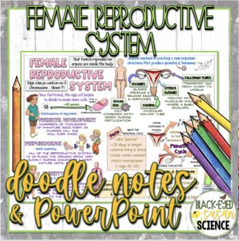 Preview of Female Reproductive System Doodle Notes & Quiz + PowerPoint