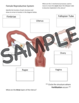 Preview of Female Reproductive System Graphic Organizer/Labeling with KEY