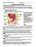 Female Reproductive System Reading Comprehension