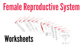 Female Reproductive System Worksheets