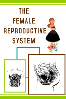 Preview of Female Reproductive System in Humans (BUNDLE)