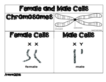 Preview of Female and Male cells