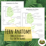 Fern Anatomy Worksheet - Learn Parts of a Plant