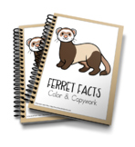 Ferret Facts Color & Copywork