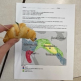 Fertile Croissant/Crescent Roll Mapping Activity