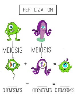 Preview of Fertilzation-Monster’s Inc Worksheet